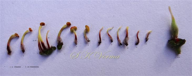  Pistil, 6 stamens and 9 antherless staminodes
